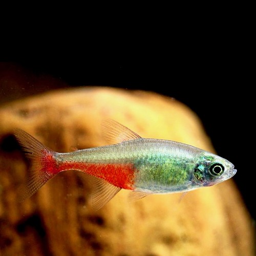 Aphyocharax rathbuni - Rubinsalmler M